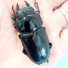 【新成虫】能勢YG血統　オオクワガタ　♂️84.0㍉＋♀️55.0㍉　ペア　◎配送可◎の画像