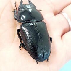 【新成虫】能勢YG血統　オオクワガタ　♂️84.0㍉＋♀️55.0㍉　ペア　◎配送可◎の画像