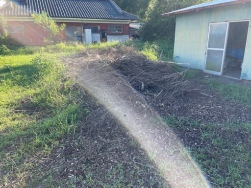 枯れ枝の処分お願いします。