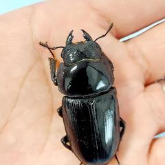 【23年羽化個体】能勢YG血統　オオクワガタ　♂️83.2㍉＋♀️51.8㍉＋♀️50.6㍉　トリオ　◎配送可◎の画像