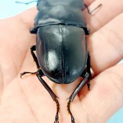 【23年羽化個体】能勢YG血統　オオクワガタ　♂️83.2㍉＋♀️51.8㍉＋♀️50.6㍉　トリオ　◎配送可◎の画像