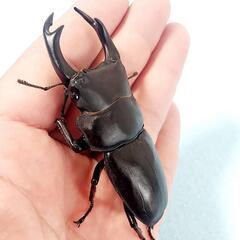 【23年羽化個体】能勢YG血統　オオクワガタ　♂️83.2㍉＋♀️51.8㍉＋♀️50.6㍉　トリオ　◎配送可◎の画像