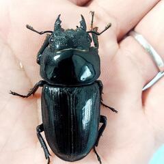 【23年羽化個体】能勢YG血統　オオクワガタ　♂️83.2㍉＋♀️51.8㍉＋♀️50.6㍉　トリオ　◎配送可◎の画像