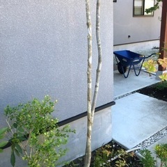 アオダモ3m以上　庭木　植木の画像