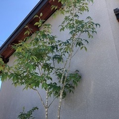 アオダモ3m以上　庭木　植木の画像