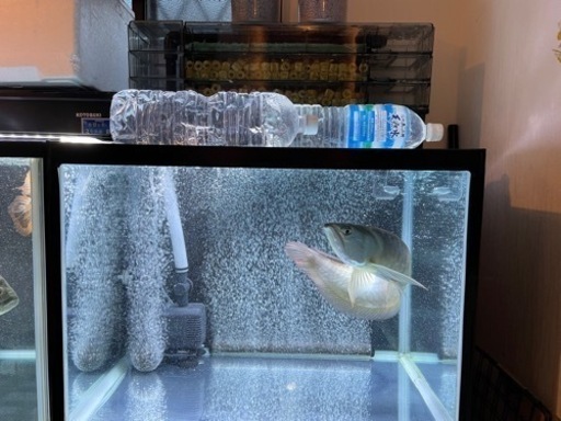 60センチワイドガラス水槽・上部濾過セット！！