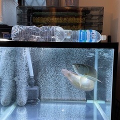 60センチワイドガラス水槽・上部濾過セット！！