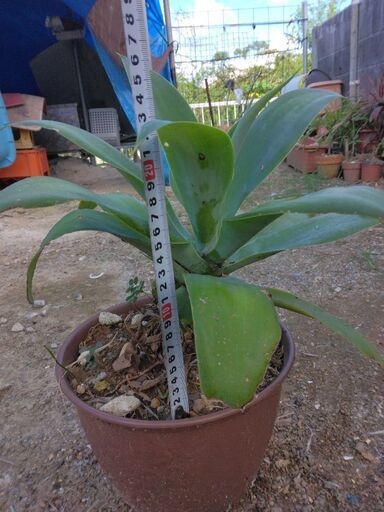 観葉植物　アテナータ