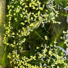 ミナミヌマエビ　1匹 30円の画像