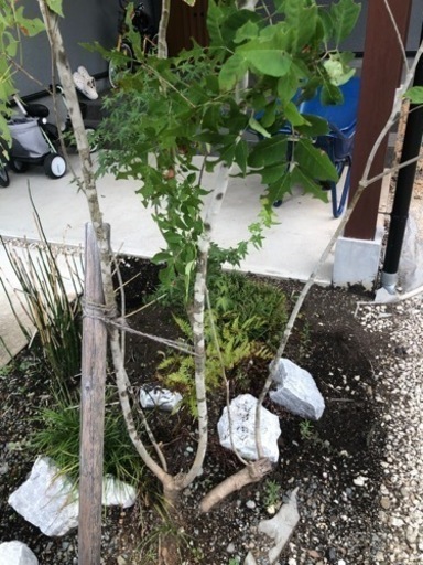 アオダモ2.3m　庭木　植木