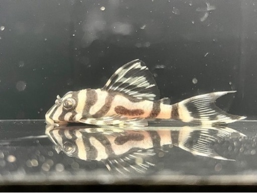 キンペコ(自家産)①