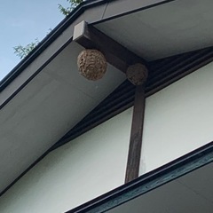 スズメバチの巣