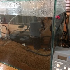 ビーシュリンプ飼育セット