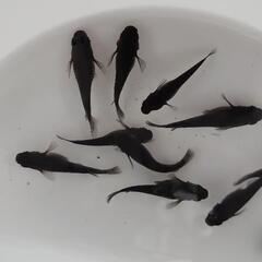 7.13日現在　メスブラックダイヤメダカ譲ります。の画像