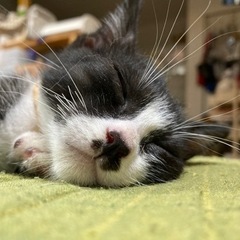 ハチワレ子猫⭐️里親募集！去勢済み
