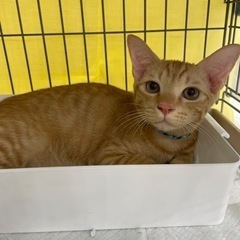 保護猫　譲渡会のお知らせ - その他