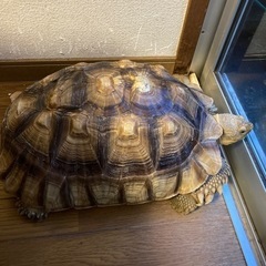 ケヅメリクガメ