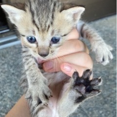 里親募集します