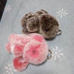超モフモフうさぎ🐰の画像