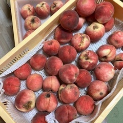訳あり桃　幸茜　ハネ出し　傷アリ　加工用にもの画像