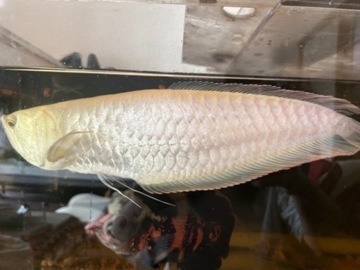 シルバーアロワナアルビノショート