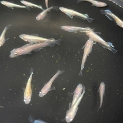 メダカ　レッドクリフ白系20匹の画像