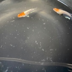 メダカ　レッドクリフ白系20匹の画像