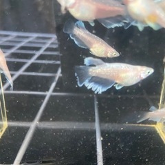 メダカ　レッドクリフ白系20匹の画像