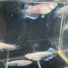 メダカ　レッドクリフ白系20匹の画像