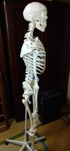 スタン・標準型骨格モデル，直立型スタンド仕様 　引き取りに来てくれる方