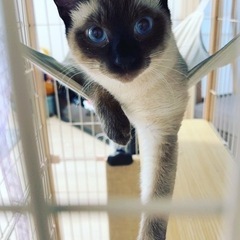 現在やりとり中美しいシャム里親様急募集シャムトラ　シャムミックス...