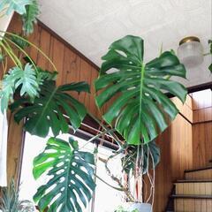 モンステラ (観葉植物)の画像