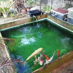 ＦＲＰ水槽、いけす Yahoo!オークション - FRP 水槽 いけす らんちゅう メダカ 等に