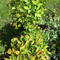 オタフクナンテン　植木　あげます　２株の画像