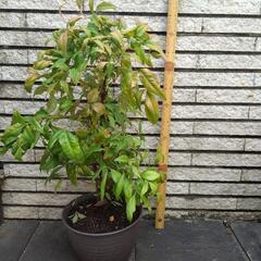 オタフクナンテン　植木　あげます　２株
