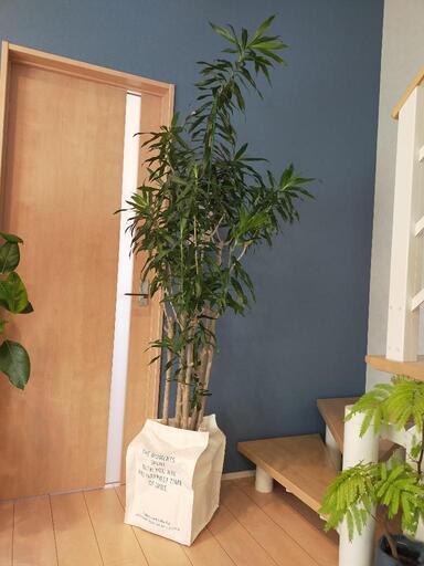 観葉植物　ドラセナ