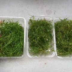メダカ・熱帯魚などの淡水水草の画像