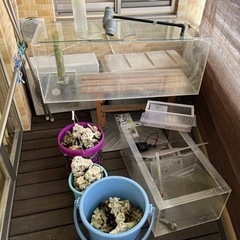 アクリルオーバーフロー水槽1200