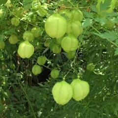 風船かずら