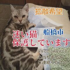 【12/1正式に引き取りました】アメショー風の若い猫を保護しています