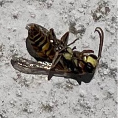 ハチ？虫？