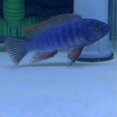 アフリカンシクリッド  Labeotropheus trewavasae Red Top Thumbi8-9㎝ドイツ産F1の画像