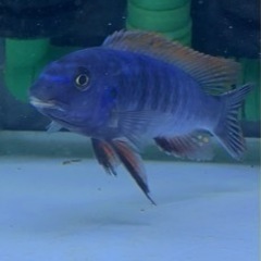 アフリカンシクリッド  Labeotropheus trewavasae Red Top Thumbi8-9㎝ドイツ産F1の画像