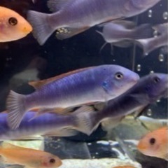 アフリカンシクリッド  Labeotropheus trewavasae Red Top Thumbi8-9㎝ドイツ産F1の画像