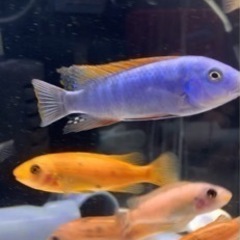 アフリカンシクリッド  Labeotropheus trewav...