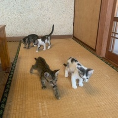 😺里親募集😺