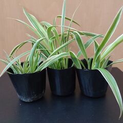🌿観葉植物 オリヅルラン　３ポット