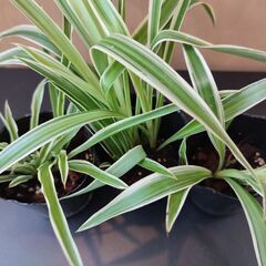 🌿観葉植物 オリヅルラン　３ポットの画像