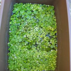 【受付終了】水草、めだかなどあげます。