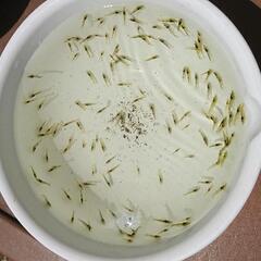 ミナミヌマエビ  20匹